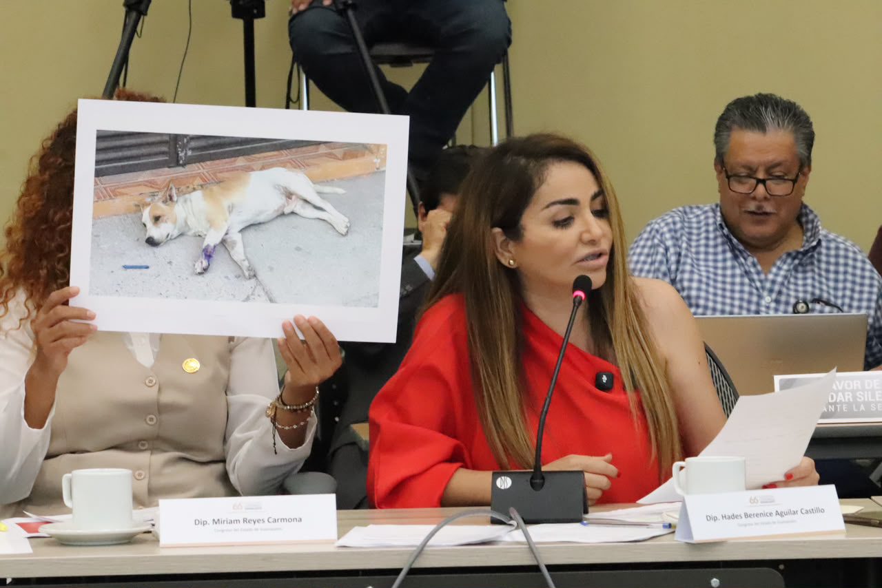HADES AGUILAR SALAMANCA Hades Aguilar presenta un exhorto para fortalecer la protección y el bienestar animal en Guanajuato.
